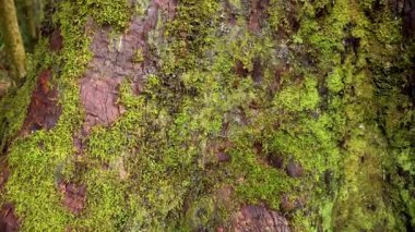 Ağaç kabuğunda yosun ve liken yakın plan.