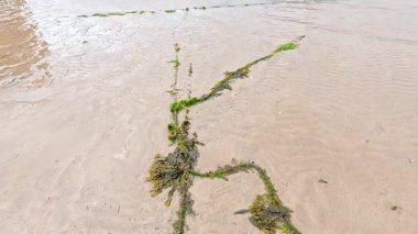 Fife 'da kumlu bir kıyıya yanaşan tekneler.