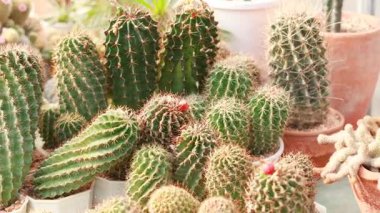 Parlak güneş ışığı altında tencerelerde çeşitli kaktüsler.