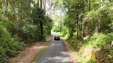 Bir araba, Bellingen, NSW 'de ağaçlarla kaplı dar bir yolda ilerliyor. Parlak gün ışığı yeşil orman çevresini aydınlatır.