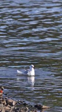 Bir yosun martısı, Akaroa, Yeni Zelanda 'da, aydınlık gün ışığında hareketli bir banyonun keyfini çıkararak sakin sularda neşe saçar.