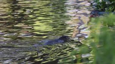 Kertenkele yansımalar arasında suda süzülür