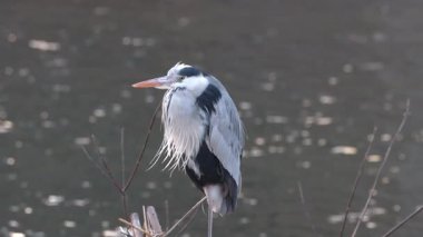 Bir balıkçılın gölün kıyısında durgunluğunu gözlemliyorum.