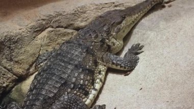 Bir timsah, hayvanat bahçesindeki kumlu bir yüzey üzerinde hareketsiz yatar ve doğal ışıklandırma altında dokulu derisini gösterir.