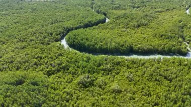 İnsansız hava aracı görüntülerinde Phang Nga, Tayland 'da verimli mangrov ormanları ve kıvrımlı nehirler görülüyor. Gün ışığında doğal güzellikler sergileniyor.