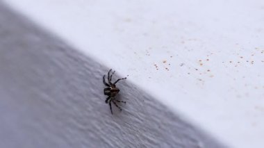 Beyaz bir duvarda bir örümcek dolaşıyor.