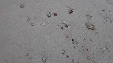 Dalgalar kumların ve dağınık kabukların üzerinde yuvarlanır