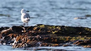 Okyanusun kıyısındaki kayalarda duran martı.