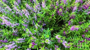 Salyangoz canlı mor çiçekler arasında yavaşça hareket eder.