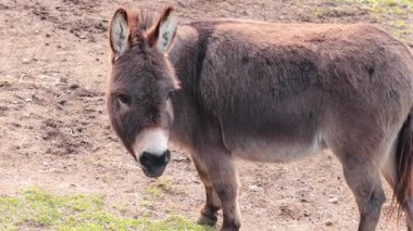 Avustralya, Ballarat 'ta ot yiyen bir eşek.