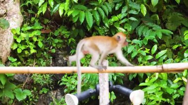 Maymun ormanda bambu korkuluklarında ustalıkla yol alır.