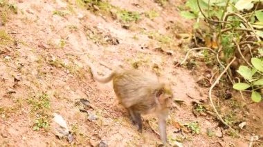 Bir maymun doğal ortamda hareket eder.