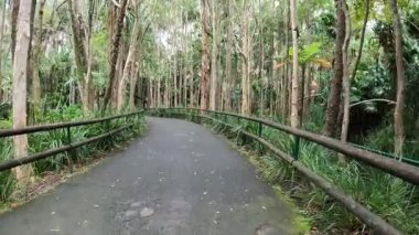 Huzurlu bir yürüyüş orman yolunda