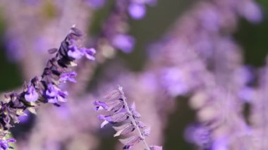 Rüzgarda sallanan lavanta çiçeklerinin yakın çekimi