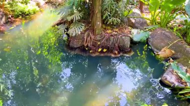 Bereketli yeşilliklerle çevrili sakin gölet.