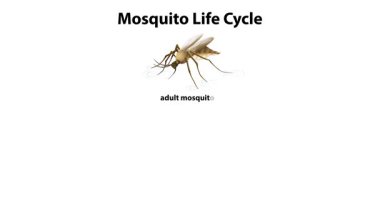 Sivrisinek gelişimi aşamalarını yumurtadan yetişkinliğe taşır.