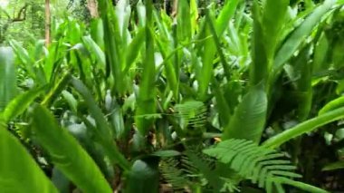 Yeşil yapraklar ve sakin bir orman deresi.