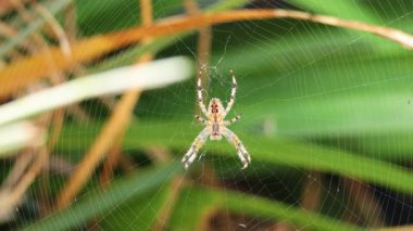 Yeşil bitkilerin arasında örümcek ağı örüyor.