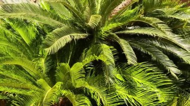 Monte Carlo 'da sallanan yemyeşil palmiye ağaçları