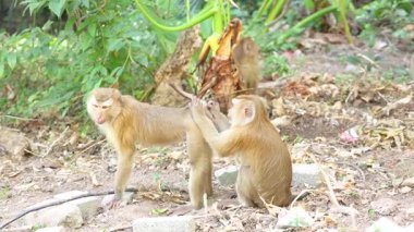 Khao Rang Bakış Alanı 'ndaki yemyeşil yemyeşil ortamda iki maymun şakacı bir etkileşime girer, gün ışığında yakalanırlar.