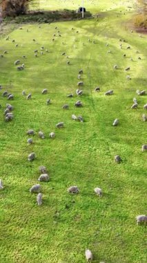 Canlı yeşil bir yamaçta otlayan koyunların doğal gün ışığı altında havadan görünüşü huzurlu pastoral yaşam sergiliyor.