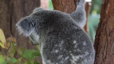 Koala ağaca tırmanıyor, doğal davranışlar sergiliyor.