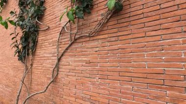 Sarmaşık bitkisi tuğla bir yüzeye yayılıyor
