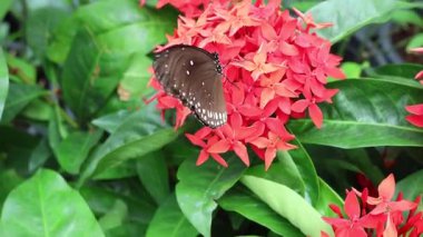 Kelebek canlı kırmızı ixora çiçekleriyle etkileşim halindedir.