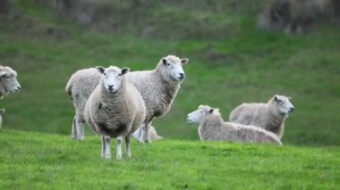 Koyunlar yeşil çayırlarda huzur içinde otluyor.