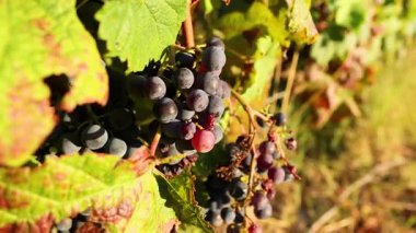 Sarmaşıkta olgunlaşan üzümlere yakın çekim
