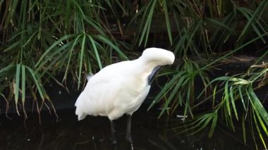 Sulak arazi bitkilerinde kaşıkla avlanma ve yiyecek arama