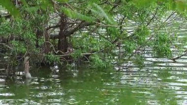 Nehir, kısmen sular altında kalan ağaçların etrafından akar.