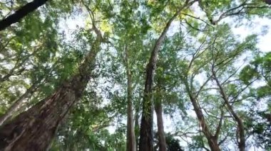 Uzun orman ağaçlarına bakıyorum.