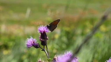 Kelebek doğadaki mor çiçekle etkileşim halindedir.