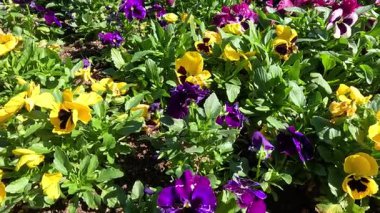 Arılar bahçede canlı çiçeklerle etkileşime girerler.