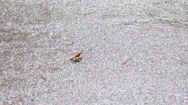 Bir kurbağa ıslak bir yüzey boyunca hareket eder.