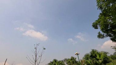 Gündüz vakti gökyüzü ve ağaç tepeleri