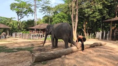 Antrenör doğal ortamdaki fillerle etkileşim halindedir.