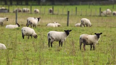 Yeni Zelanda, Tekapo Gölü 'nde yemyeşil bir çayırda otlayan Clun Ormanı koyununun sakin bir sahnesi.