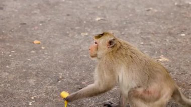 Macaque yol kenarında muz yemeyi sever.