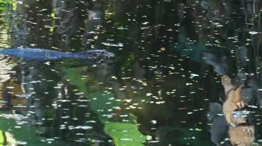 Süzülen kertenkeleyi seyret.