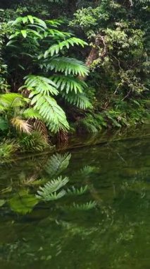 Daintree yağmur ormanlarındaki yoğun yeşilliklerden akan sakin bir nehir canlı yapraklar ve temiz yansımalar sergiliyor.