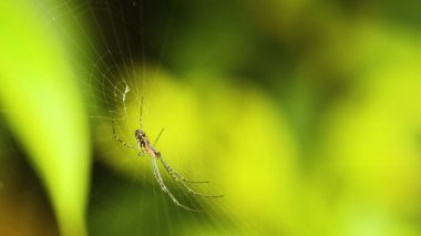 Bir Trichonephila clavata örümceği ağlarını yemyeşil yeşilliklerin arasına örer, canlı renklerle ve yumuşak odaklanmayla yakalanır