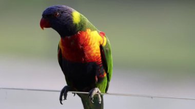 Renkli lori tünemiş, başını çevirmiş, çevreyi gözlemliyor..