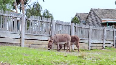 İki eşek bir otlakta huzur içinde otluyor.
