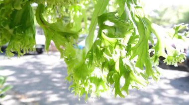 Güneş lekeli yapraklar hafif bir rüzgarda dalgalanıyor..