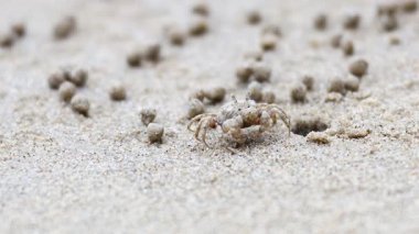 Kumlu sahilde hayalet bir yengeç dolaşıyor.