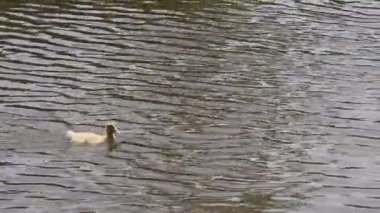 Tek bir ördek suyun üzerinde huzur içinde süzülür.