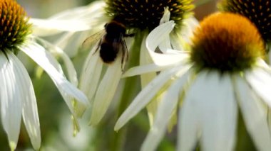 Arı, Cardiff 'teki Echinacea çiçekleriyle etkileşim halindedir.