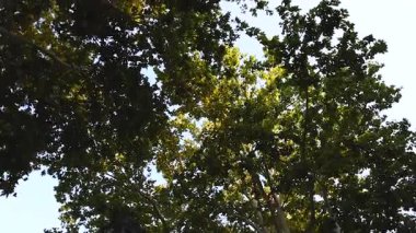 Leaves rustling under the clear sky